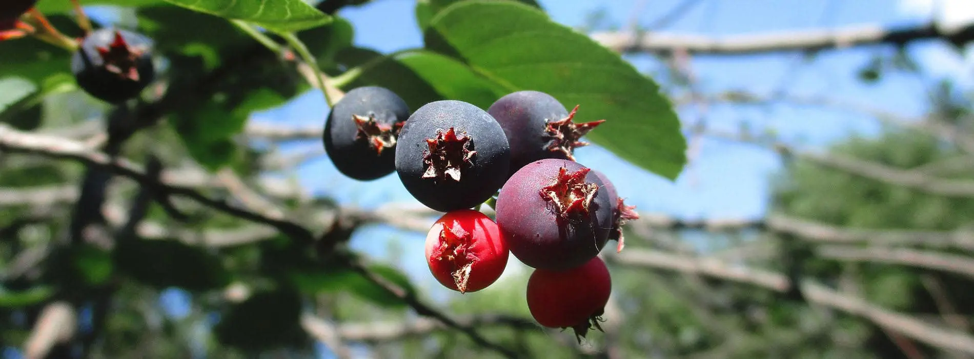 Saskatoon Berries for local restaurants & grocery stores