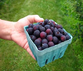 Order Saskatoon Berries